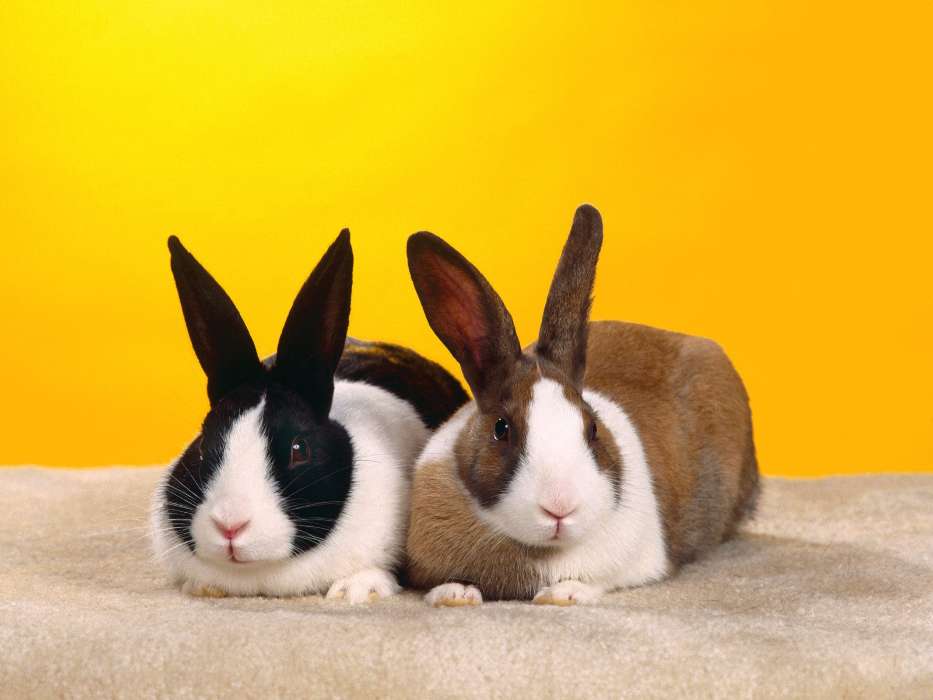 Tiere,Kaninchen