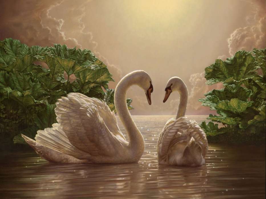 Swans,Vögel,Bilder
