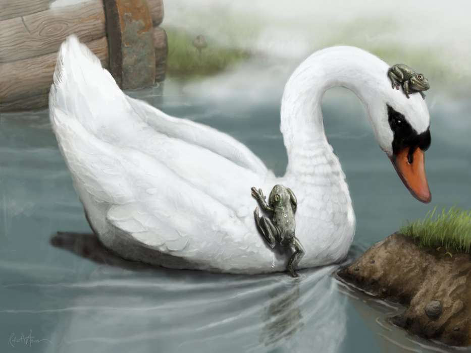 Tiere,Vögel,Swans,Bilder