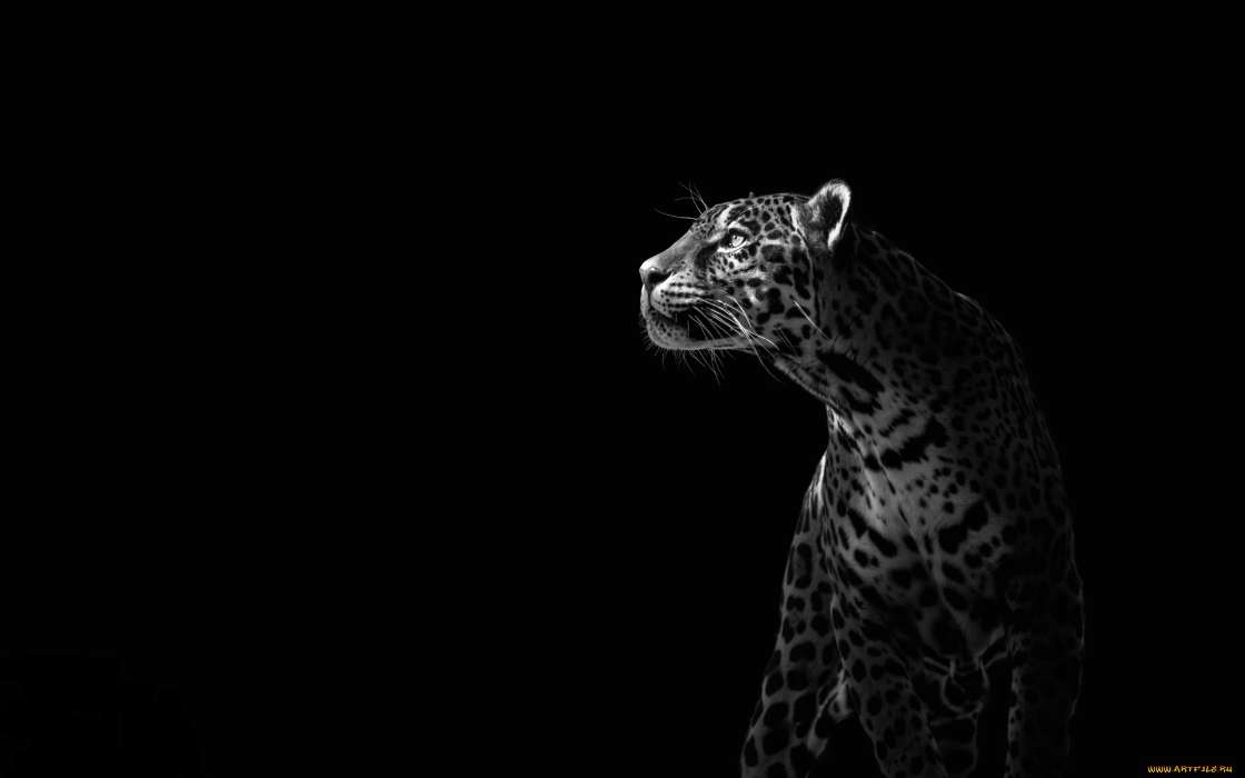 Tiere,Leopards