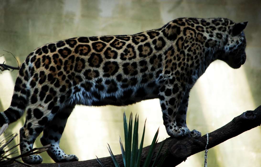 Tiere,Leopards
