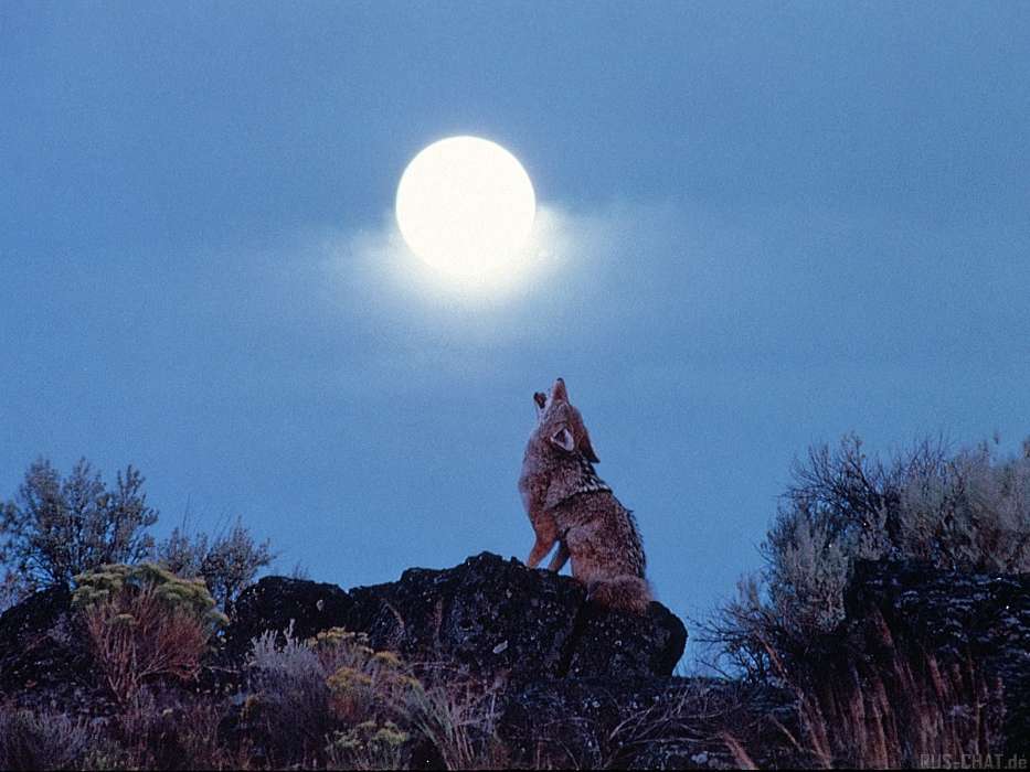 Tiere,Wölfe,Mond