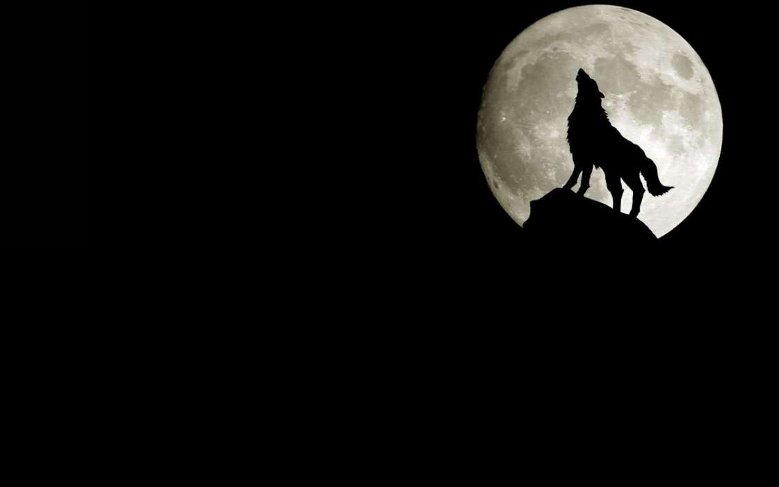 Tiere,Wölfe,Mond