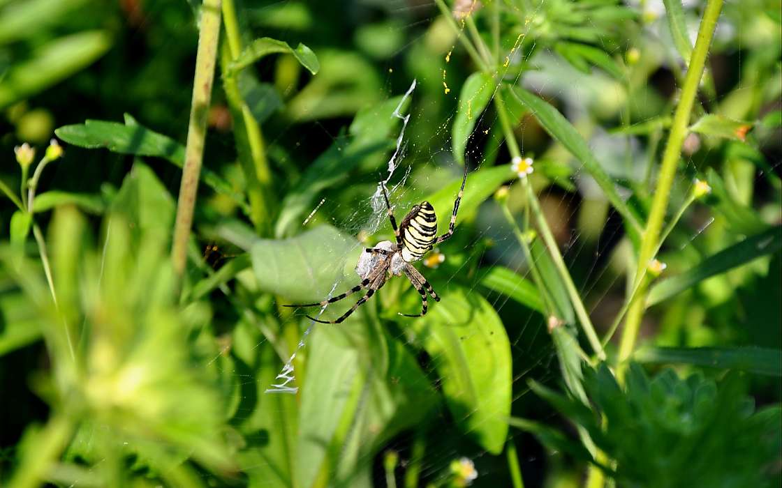 Insekten,Spiders