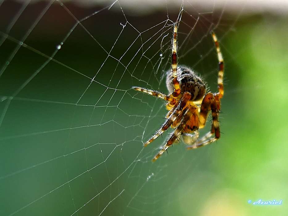 Insekten,Web,Spiders