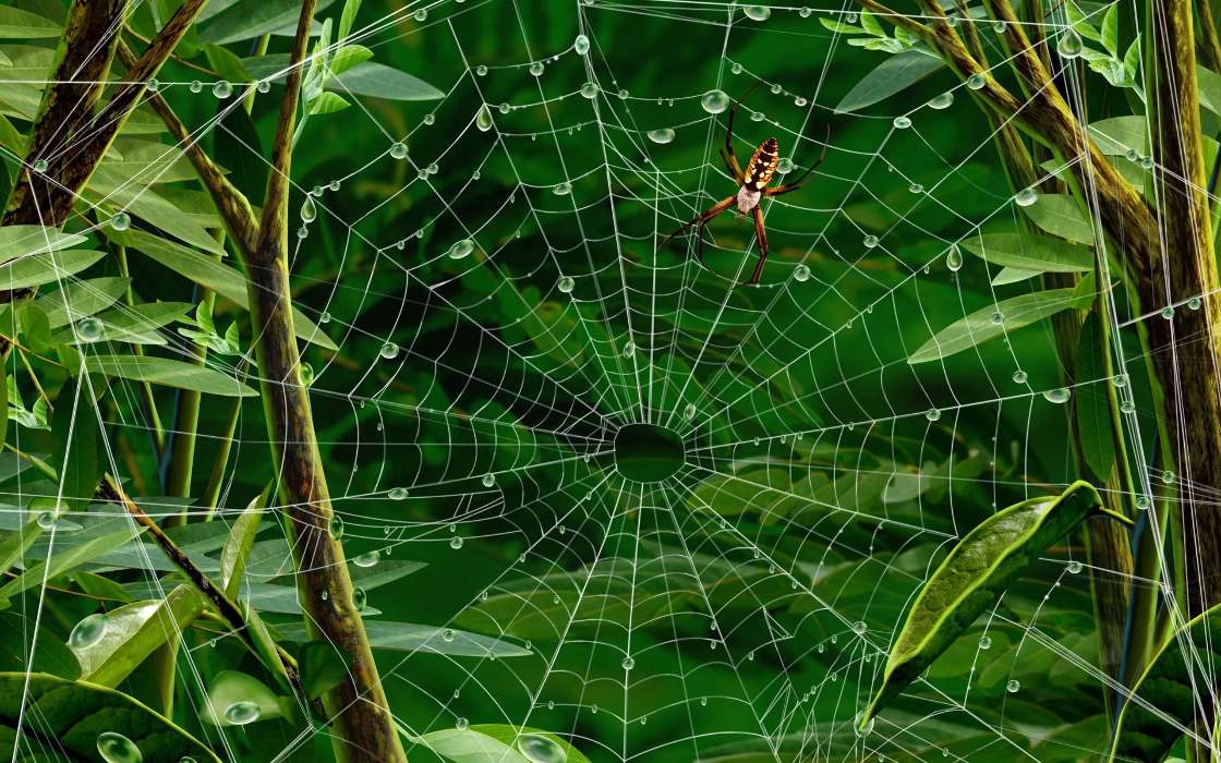 Insekten,Web,Spiders,Bilder