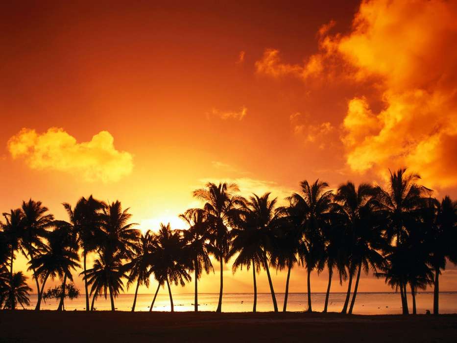 Landschaft,Sunset,Sky,Palms