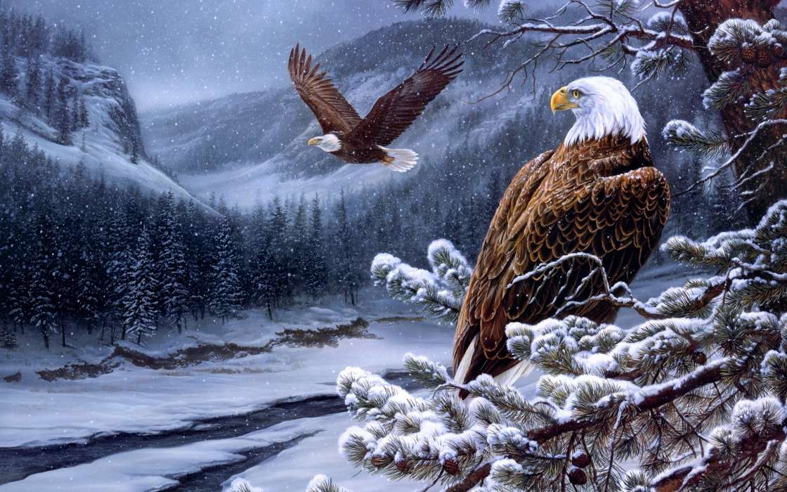 Vögel,Schnee,Bilder,Eagles