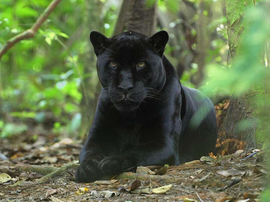 Panthers,Tiere