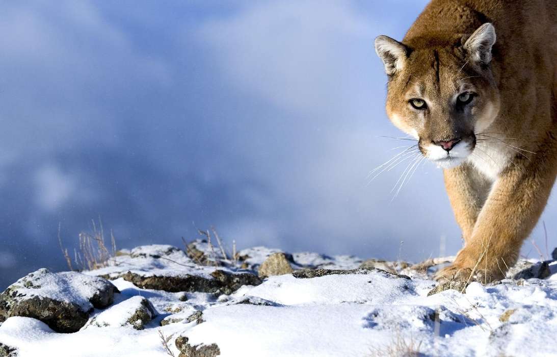 Tiere,Winterreifen,Puma
