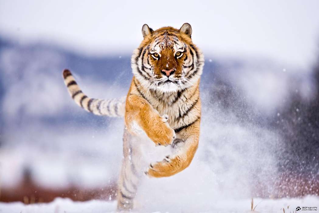 Tiere,Tigers,Schnee