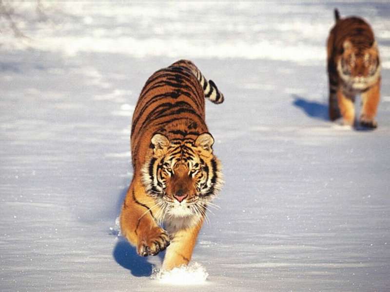 Tigers,Tiere,Winterreifen