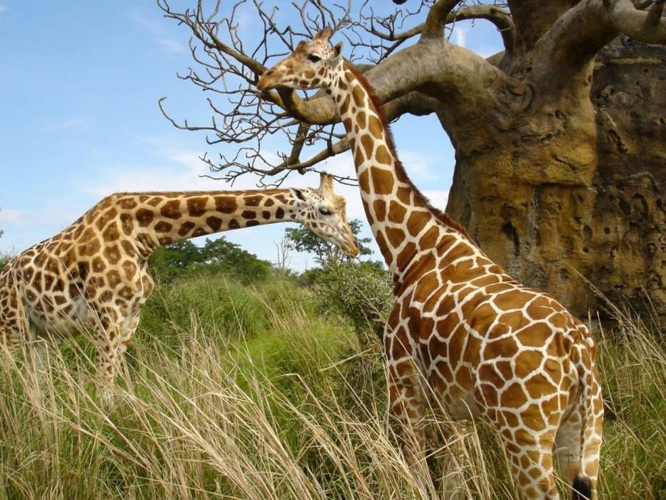 Giraffen,Tiere