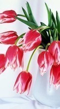 Lade kostenlos Hintergrundbilder Pflanzen,Blumen,Tulpen,Bouquets,8. März Internationaler Frauentag für Handy oder Tablet herunter.