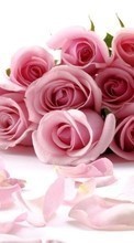 Lade kostenlos Hintergrundbilder Feiertage,Blumen,Roses,Postkarten,8. März Internationaler Frauentag für Handy oder Tablet herunter.