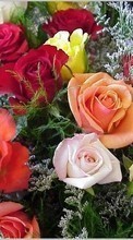 Lade kostenlos 320x480 Hintergrundbilder Feiertage,Pflanzen,Blumen,Roses,8. März Internationaler Frauentag für Handy oder Tablet herunter.
