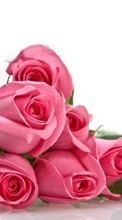 Lade kostenlos 800x480 Hintergrundbilder Feiertage,Pflanzen,Blumen,Roses,8. März Internationaler Frauentag für Handy oder Tablet herunter.