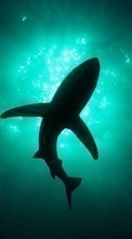 Lade kostenlos Hintergrundbilder Sharks,Fische,Tiere für Handy oder Tablet herunter.