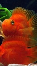 Lade kostenlos Hintergrundbilder Fische,Tiere,Aquarien für Handy oder Tablet herunter.