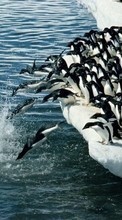 Lade kostenlos 240x320 Hintergrundbilder Tiere,Winterreifen,Wasser,Pinguins,Sea,Antarktis, Arktis für Handy oder Tablet herunter.