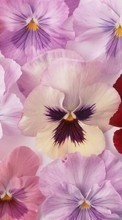 Lade kostenlos 320x480 Hintergrundbilder Pflanzen,Blumen,Stiefmütterchen für Handy oder Tablet herunter.