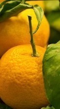 Lade kostenlos Hintergrundbilder Oranges,Obst,Pflanzen für Handy oder Tablet herunter.