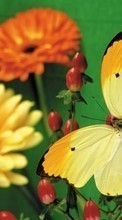 Lade kostenlos Hintergrundbilder Schmetterlinge,Blumen,Pflanzen für Handy oder Tablet herunter.