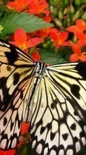 Lade kostenlos 800x480 Hintergrundbilder Schmetterlinge,Insekten für Handy oder Tablet herunter.