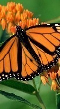 Lade kostenlos 1024x600 Hintergrundbilder Schmetterlinge,Insekten für Handy oder Tablet herunter.