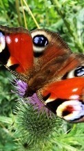 Lade kostenlos Hintergrundbilder Schmetterlinge,Tiere für Handy oder Tablet herunter.