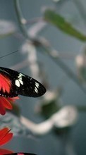 Lade kostenlos Hintergrundbilder Schmetterlinge,Tiere für Handy oder Tablet herunter.