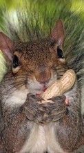 Lade kostenlos Hintergrundbilder Tiere,Eichhörnchen,Nagetiere für Handy oder Tablet herunter.