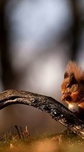 Lade kostenlos Hintergrundbilder Eichhörnchen,Tiere für Handy oder Tablet herunter.
