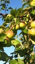 Lade kostenlos Hintergrundbilder Äpfel,Bäume,Pflanzen für Handy oder Tablet herunter.