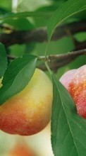 Lade kostenlos Hintergrundbilder Pflanzen,Obst,Äpfel für Handy oder Tablet herunter.