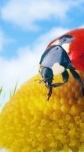 Lade kostenlos Hintergrundbilder Marienkäfer,Insekten für Handy oder Tablet herunter.