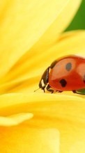 Lade kostenlos Hintergrundbilder Marienkäfer,Insekten für Handy oder Tablet herunter.