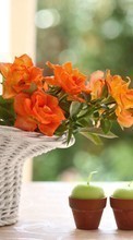 Lade kostenlos Hintergrundbilder Pflanzen,Blumen,Bouquets,Kerzen für Handy oder Tablet herunter.