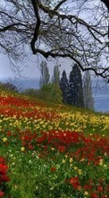 Lade kostenlos Hintergrundbilder Landschaft,Blumen,Bäume für Handy oder Tablet herunter.