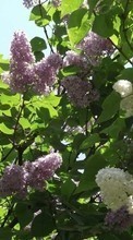 Lade kostenlos Hintergrundbilder Pflanzen,Blumen,Bäume,Lilac für Handy oder Tablet herunter.