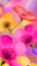 Lade kostenlos Hintergrundbilder Blumen,Hintergrund für Handy oder Tablet herunter.