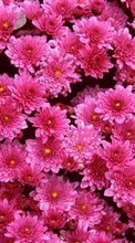 Lade kostenlos 800x480 Hintergrundbilder Pflanzen,Blumen,Hintergrund,Chrysantheme für Handy oder Tablet herunter.