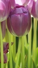 Lade kostenlos 240x320 Hintergrundbilder Pflanzen,Blumen,Hintergrund,Tulpen für Handy oder Tablet herunter.