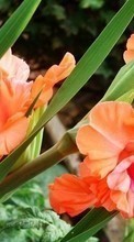 Lade kostenlos 800x480 Hintergrundbilder Pflanzen,Blumen,Gladiole für Handy oder Tablet herunter.
