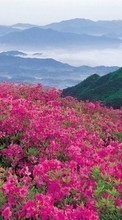 Lade kostenlos Hintergrundbilder Blumen,Mountains,Landschaft für Handy oder Tablet herunter.