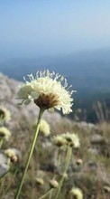 Lade kostenlos Hintergrundbilder Pflanzen,Blumen,Mountains für Handy oder Tablet herunter.