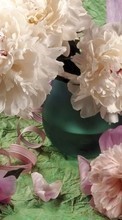 Lade kostenlos 540x960 Hintergrundbilder Pflanzen,Blumen,Chrysantheme für Handy oder Tablet herunter.