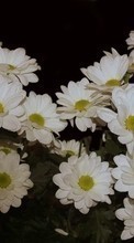 Lade kostenlos Hintergrundbilder Pflanzen,Blumen,Chrysantheme für Handy oder Tablet herunter.