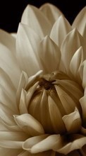 Lade kostenlos 128x160 Hintergrundbilder Pflanzen,Blumen,Chrysantheme für Handy oder Tablet herunter.