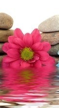 Lade kostenlos Hintergrundbilder Pflanzen,Blumen,Wasser,Stones,Still-Leben für Handy oder Tablet herunter.
